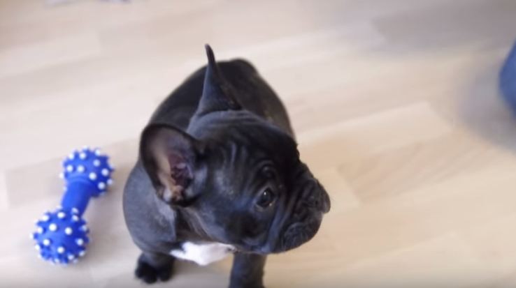 8-week-old Frenchie