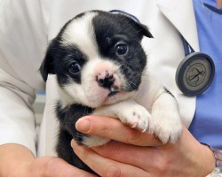 6-Day-Old Puppy Goes in for Emergency Surgery. How He Looks After? I Did Not Expect THIS!