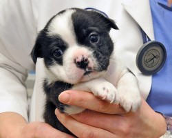 6-Day-Old Puppy Goes in for Emergency Surgery. How He Looks After? I Did Not Expect THIS!