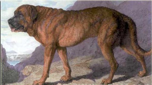 Alpine Mastiff