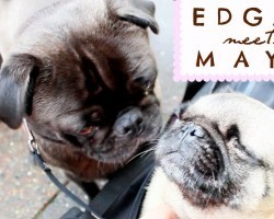 (VIDEO) Enjoy a Heartwarming Moment When a Pug Named Edgar Meets His New Puggy Sister for the First Time. AWW!