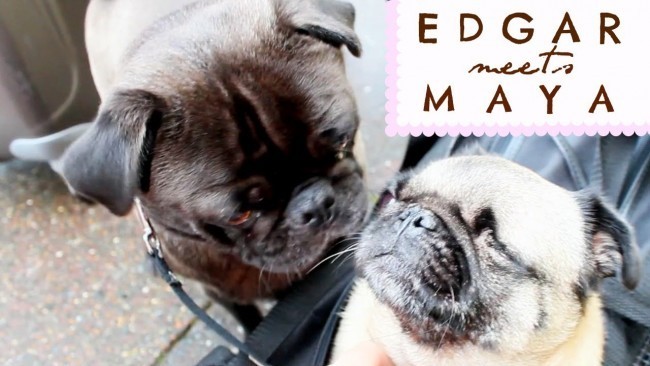 Edgar meeta Maya the Pug