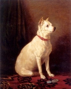 English White Terrier