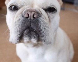 (VIDEO) This Frenchie Just Wants a Hug. How He Goes About Getting One? Adorable!