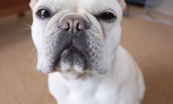 Frenchie Love