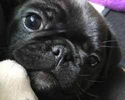 10 Adorable Pug Cross-Breeds You’ve Never Heard Of. The Last One Will Melt Your Heart.