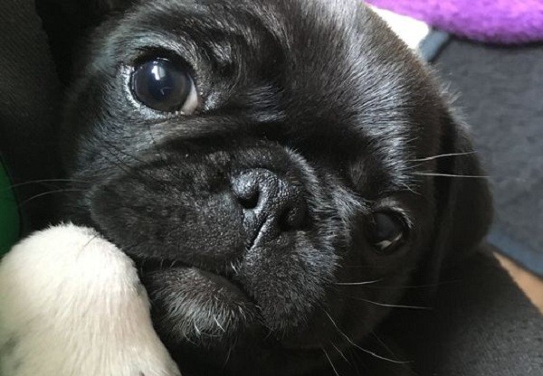Frug puppy