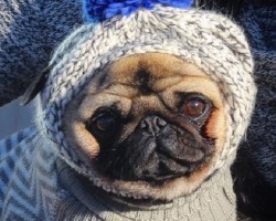 4 Totally Awesome Pugs to Follow on Instagram ASAP