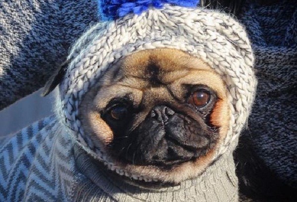 Instagram famous pug