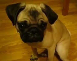 (VIDEO) This Pug’s Whine is the Cutest Thing You’ll Ever Hear. Just Wait Until You Listen! Aww!