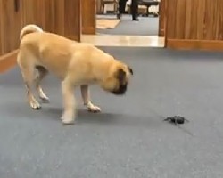 (VIDEO) Pug Encounters a Fake Spider. Now Watch How This Epic Fight Goes Down.