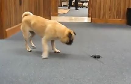 Pug vs Spider