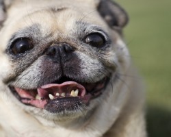 How to Brush Your Dog’s Teeth in 4 Easy Steps