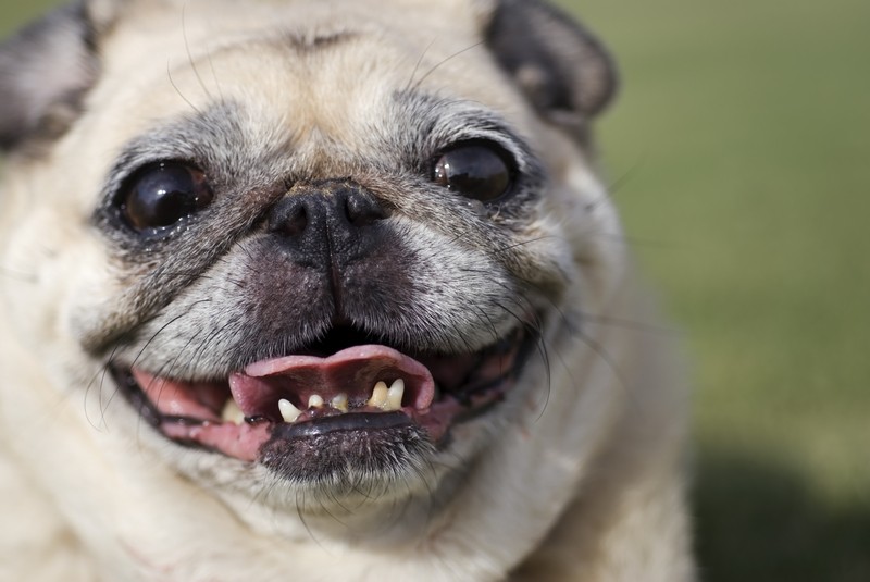 Pug Teeth