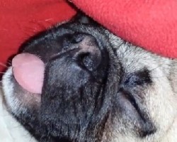 (VIDEO) Watch How This Precious Pug Mix Gets Rocked to Sleep… And Be Prepared to Melt!