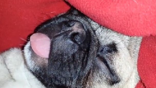 sleeping pug sticking out his tongue