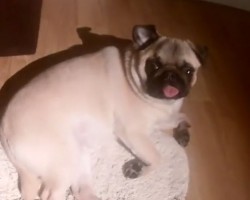 (VIDEO) Pug is Taking the Best Nap Ever Until Mom Wakes Him Up. When You See His Expression? Too Funny!