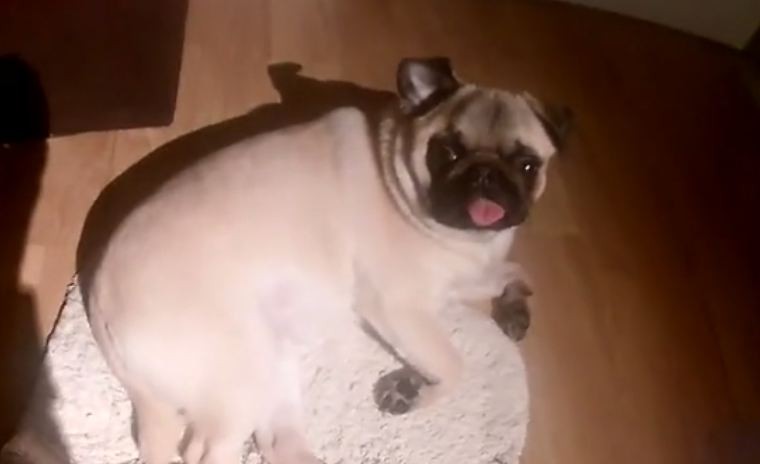 Pug being woken up from sleeping