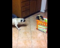 (VIDEO) This Pug is Trying to Make a New Friend, But There’s Just One BIG Problem… LOL!