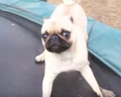 (VIDEO) Energetic Pug Decides to Have the Time of His Life on a… Trampoline?!