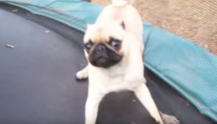 Pug on trampoline