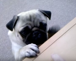 (VIDEO) Frank the Pug Loves Showing off His Tricks. Just Wait Until You See What He Can Do! OMG!
