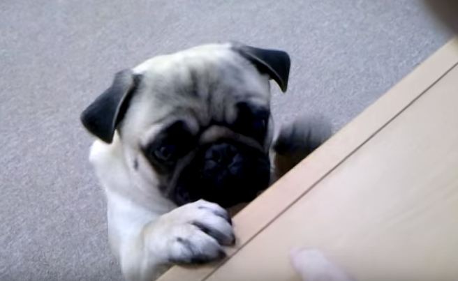 Pug practicing his tricks