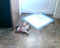 (VIDEO) Pug Puppy Has an Adorable Temper Tantrum Over a Door Stopper