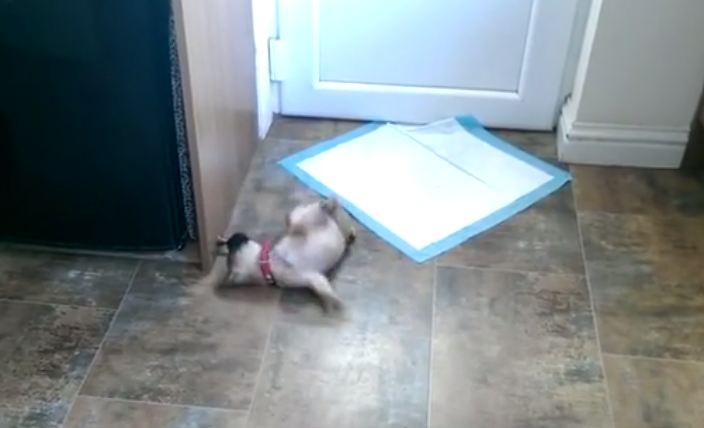 Pug puppy and door stopper