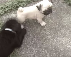 (VIDEO) Cute Puppy Challenges a Pug to a Duel. But Take a Closer Look at the Pug…