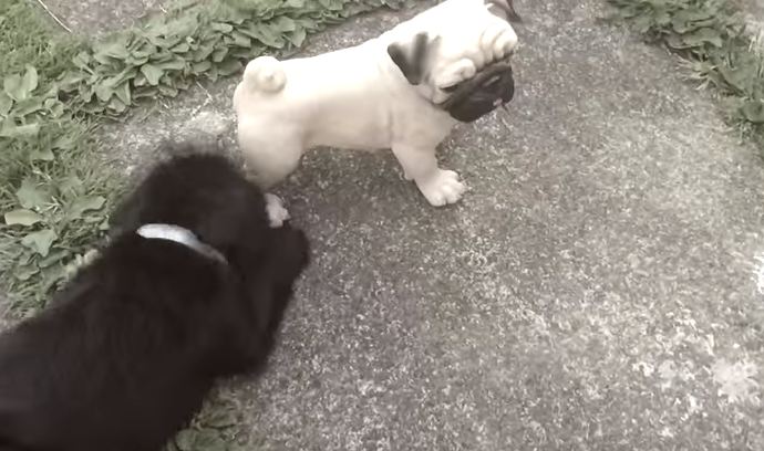 Pug puppy vs statue