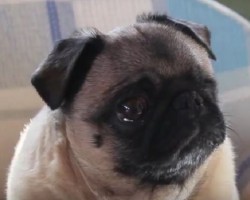 (VIDEO) This Pug is Put to the Test and Asked to Do Everything. Just What Does Everything Entail? This is too Cute for Words!