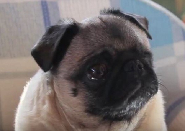 Puga the Pug