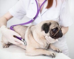 ATTENTION: Despite the Law, Here’s Why Your Pet Doesn’t Need This Vaccine Right Away!