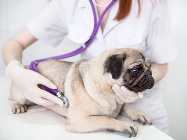 Puggy Vet