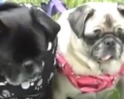(VIDEO) Jam to THIS Sick Donuts and Pug Beat – I Can’t Stop Laughing!