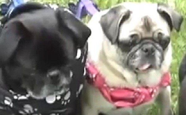 pugs with scarves