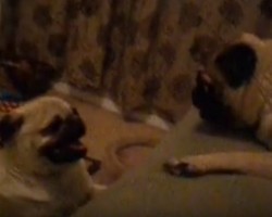 (VIDEO) When You See How Two Pugs Flip Out After Having a Bath, You Won’t Be Able to Stop Laughing!