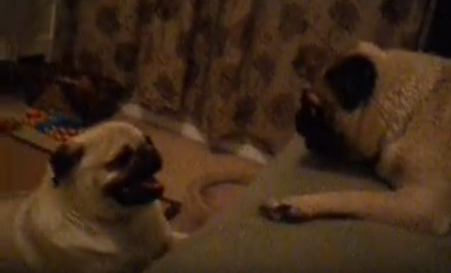 Pugs freaking out after bath