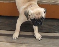 (VIDEO) Baby Pug Is Afraid to Go Down the Stairs. What He Does Next Has Me in Stitches!