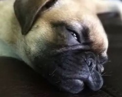 (VIDEO) Watch a Pug Puppy Named Sophie Get Into Tons of Mischief… and Look Adorable While Doing So!