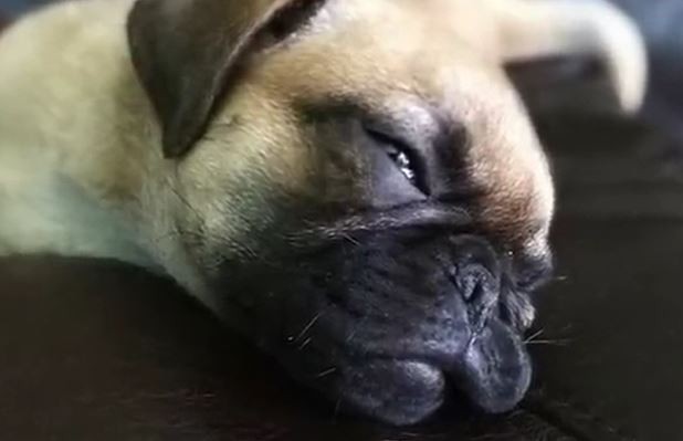 Relaxing Pug Pup