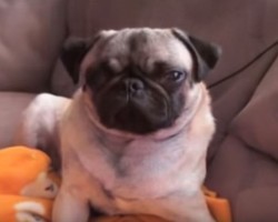 (VIDEO) This Compilation of Richard the Pug and His Doggy Sidekick is too Much Fun. Get Ready to Be Entertained!