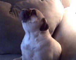 (VIDEO) Olivia Newton John Comes On. When This Pug Hearts Her Sing? I Still Can’t Believe What He Does!