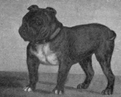 9 Extinct Dog Breeds You’ve Never Heard of Before