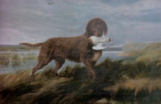 Tweed Water Spaniel