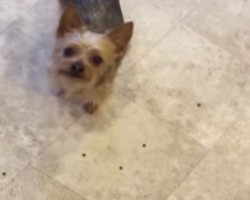 (VIDEO) You’ll LOL When You See What This Yorkie Does to Get a Treat. It’s Not What You Would Expect!