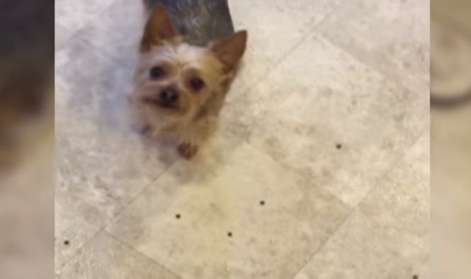 Yorkie wants a treat