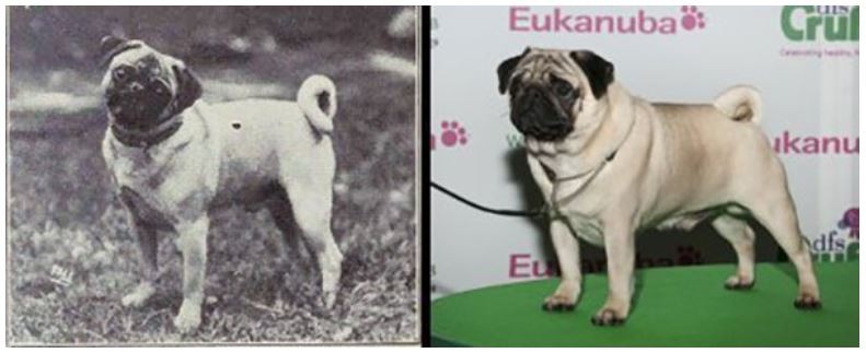 Pug Changes Over Years