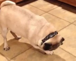 (VIDEO) When This Pug Pup’s Cracker Goes MIA, Watch How She Tells Her Mom to Find it for Her NOW! LOL!